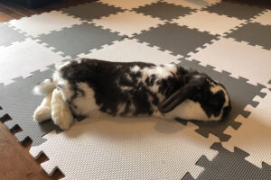 Avoir un animal de compagnie