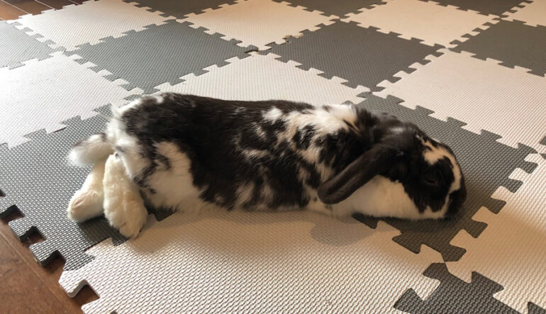 Avoir un animal de compagnie