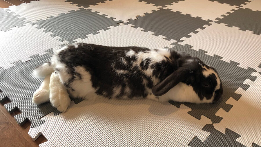 Avoir un animal de compagnie