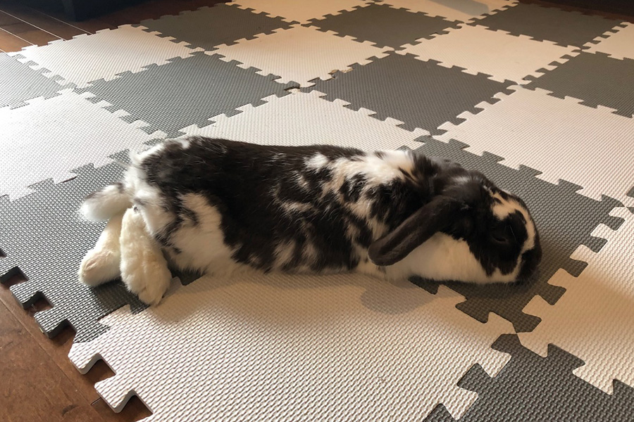 Comment Avoir Un Animal De Compagnie Sans Rien Faire